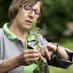 Wildkräuterführungen in der Natur