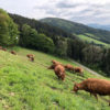 Schmalzenhof Rinder