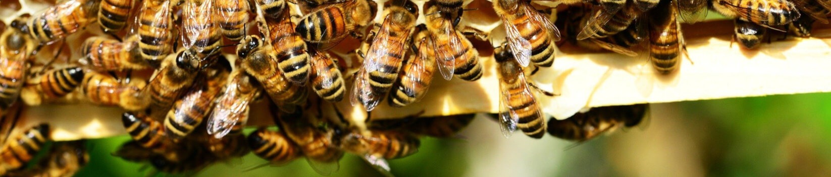 Bienenmartins Imkerei