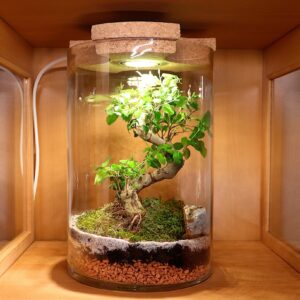 Flaschengarten mit Licht Bonsai